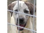 JAGO ADORABILE TENERONE: CANE IN ADOZIONE