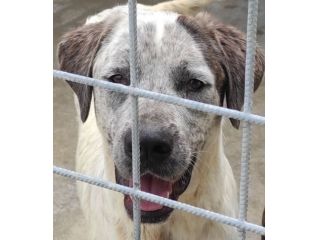JAGO ADORABILE TENERONE: CANE IN ADOZIONE