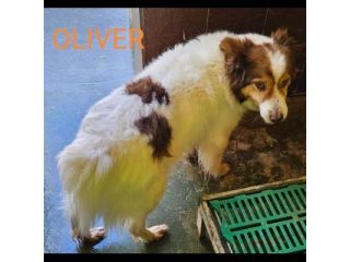 CANILE DI 3.000 CANI I POST SONO LA LORO UNICA POSSIBILITA' DI VISIBILITA'