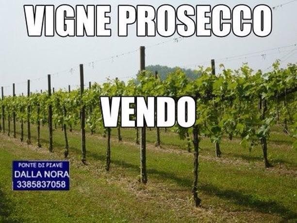 VIGNETI DI PROSECCO IN VENDITA