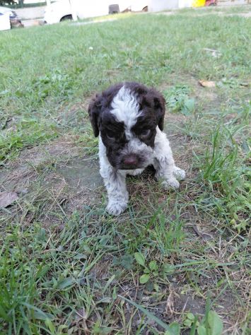 Lagotto romagnolo da tartufo - Foto 8