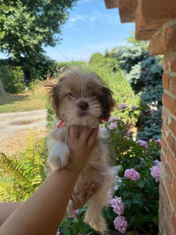 Amorevole ShihTzu maschietto - Foto 3
