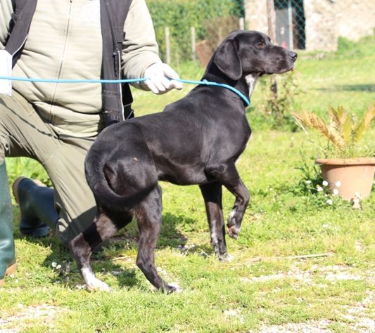 GIULIA, vitale mix labrador URGENTE - Foto 3