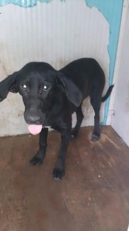 SPERANZA, tenera cagnolina in cerca d'amore - Foto 5
