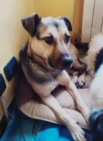 Tango Pastorino 6anni salvato 3anni fa MILANO - Foto 3