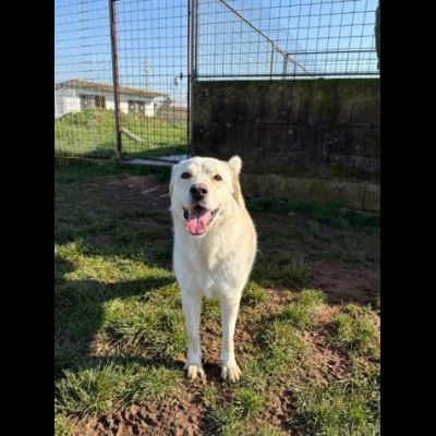 LA DOLCEZZA IN GABBIA, mix labrador CAGNOLINA IN ADOZIONE taglia media - Foto 9