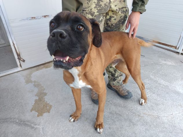 BOXER INCR. ECTOR, 5 ANNI, DA UN ANNO CHIUSO IN CANILE - Foto 4