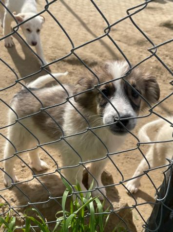 CUCCIOLI 3 MESI - Foto 8