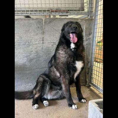 AGRIPPINA E AKIRA DA SEMPRE INSIEME,  ADOZIONE DI COPPIA - Foto 2