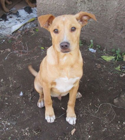 DINO, MINO E ZIGULI', strepitosi cuccioli - Foto 4