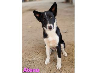 ATENA
