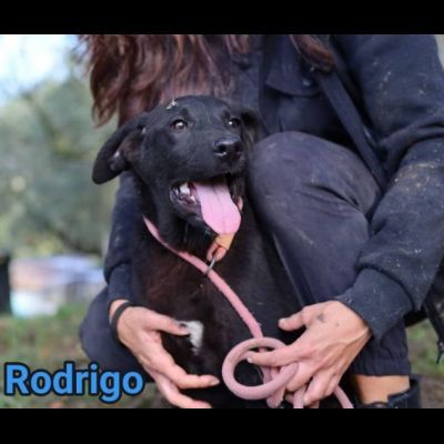 RODRIGO E ABBONDIO CUCCIOLI IN ADOZIONE - Foto 3
