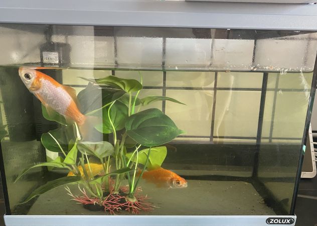 Regalo acquario zolux con filtro