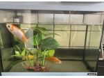 Regalo acquario zolux con filtro
