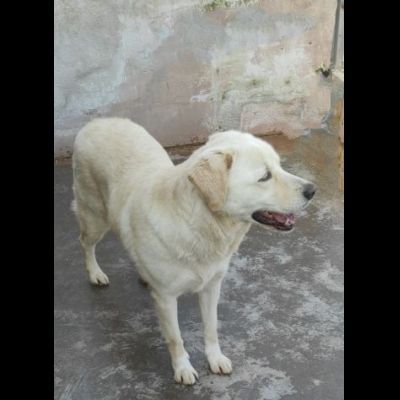 CATERINA CAGNOLINA SIMIL LABRADOR IN ADOZIONE - Foto 4