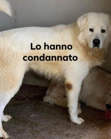 BEN maremmano 6-7anni tradito dalla famiglia!SUD - Foto 2