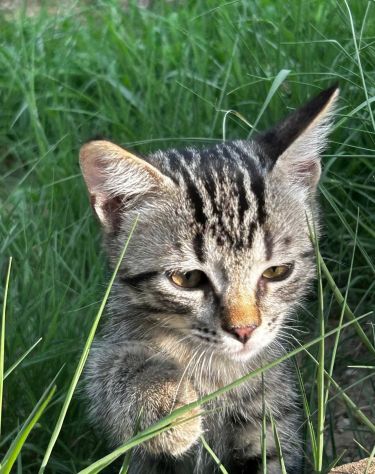 Lince gattino - Foto 3