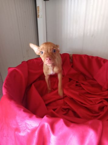 PINSCHER INCROCIO: 2 MESI E MEZZO, CERCANO UNA FAMIGLIA PER SEMPRE! - Foto 4