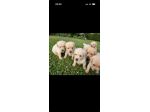 Cuccioli di Golden retriver