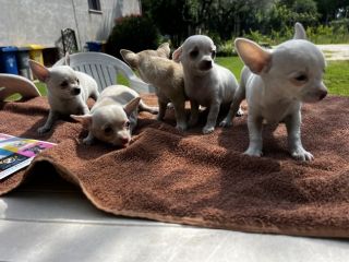 Cuccioli di Chihuahua Toy