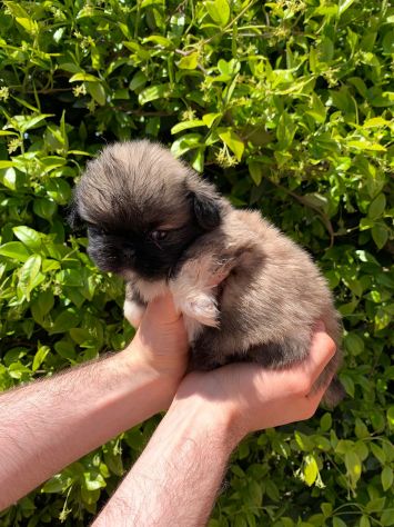 Cuccioli di Pechinese - Foto 7