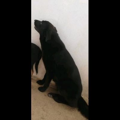 DONNA, ALTRA VITTIMA DI DEPORTAZIONE CAGNOLINA IN ADOZIONE - Foto 3