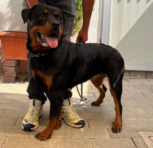 ALINA BELLISSIMA ROTTWEILER