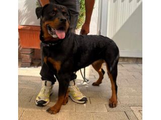 ALINA BELLISSIMA ROTTWEILER