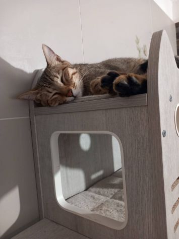 JAMES dolce micio in adozione! - Foto 4
