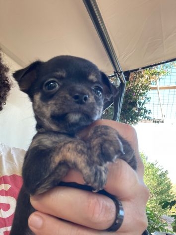 Cuccioli di Chihuahua 🐶 - Foto 2