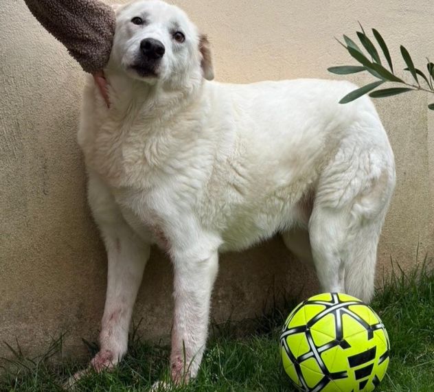 Consuelo: dolce, equilibrata, socievole - Foto 2