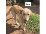 Kora simil labrador
