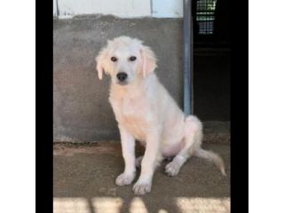 TICO E TACO MERAVIGLIE DI CUCCIOLI MIX GOLDEN/PMA  IN ADOZIONE