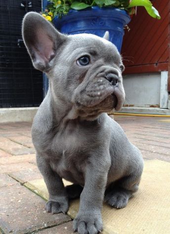 French bouledogue - bulldog francese