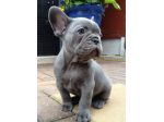 French bouledogue - bulldog francese