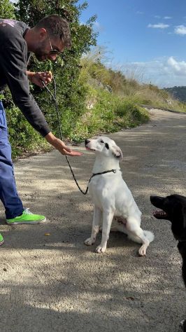 Bus , il cagnolino che prendeva l'autobus - Foto 6