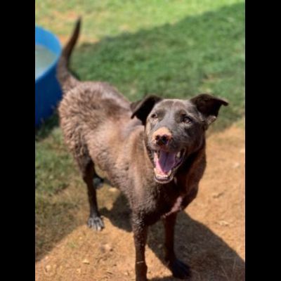 L' ESASPERAZIONE DI LEO, SIMIL LABRADOR, CANE IN ADOZIONE - Foto 5
