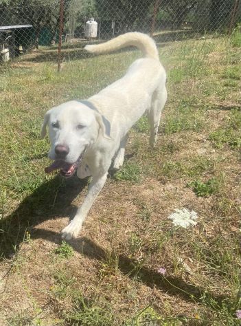 HOTSPOT GIOIOSO AFFETTUOSO SOCIEVOLE, CAGNOLINO IN ADOZIONE - Foto 6