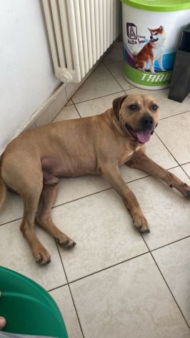 PITBULL, PIO, 6 ANNI CIRCA, SALVATO DA SITUAZIONE DI MALTRATTAMENTO - Foto 3