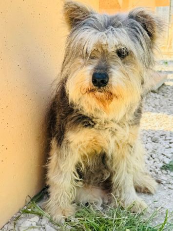 MOLLY YORK SHIRE 9 ANNI IN CANILE