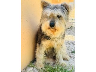 MOLLY YORK SHIRE 9 ANNI IN CANILE