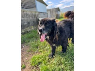 NADAL, SIMIL TERRANOVA adorabile tenerone, cane in adozione tg media