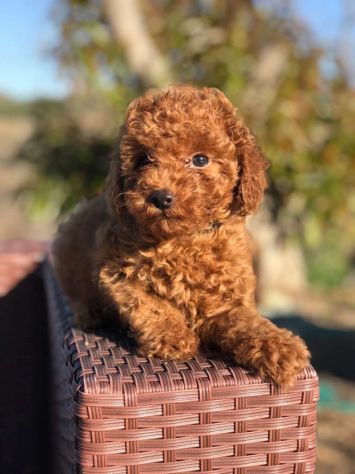 Cuccioli di Barboncino Nano - Foto 2