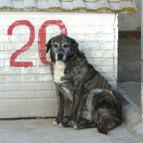 Dolcissimi cagnolini taglia piccola e media - Foto 8