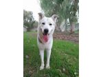 Oscar bellissimo mix husky in adozione