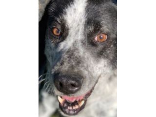 GENTILE E DISCRETO CAGNOLINO IN ADOZIONE
