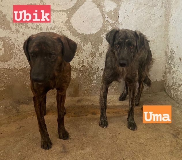 UMA e UBIK mamma e figlio bellissimi tigratini!Calabria