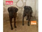 UMA e UBIK mamma e figlio bellissimi tigratini!Calabria