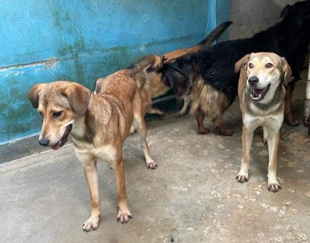 Kaya , Kimi e Koko - Foto 5