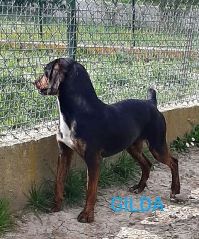 GILDA 4anni buona con tutti i cani! - Foto 6